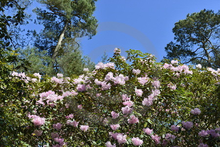 Rhododendronpark Westerstede