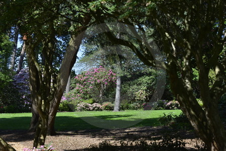 Rhododendronpark Westerstede