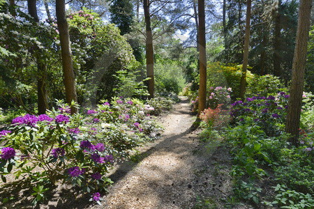 Rhododendronpark Westerstede