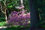 Rhododendronpark Westerstede