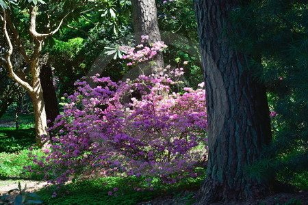 Rhododendronpark Westerstede