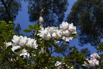 Rhododendronpark Westerstede