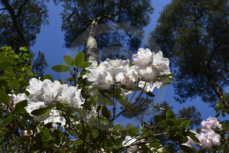 Rhododendronpark Westerstede