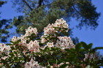 Rhododendronpark Westerstede