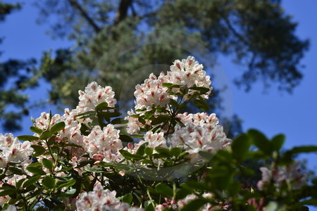 Rhododendronpark Westerstede