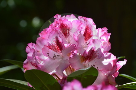 Rhododendronblüten