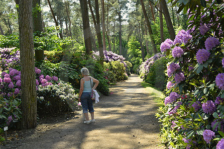 Rhododendronpark Bruns