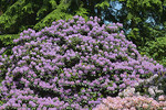 Rhododendronpark Bruns