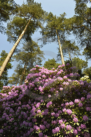 Rhododendronpark Bruns