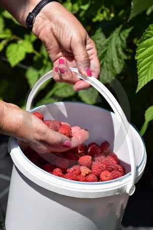 Himbeeren im Eimer