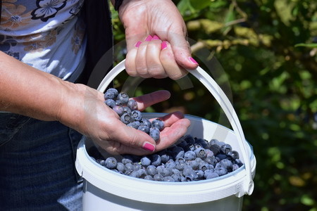 Blaubeeren im Eimer