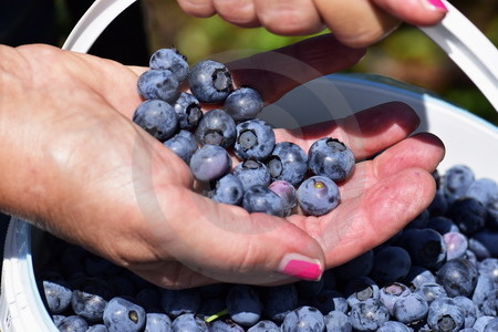 Blaubeeren im Eimer