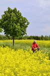 Radwanderin im Rapsfeld