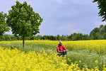 Radwanderin im Rapsfeld