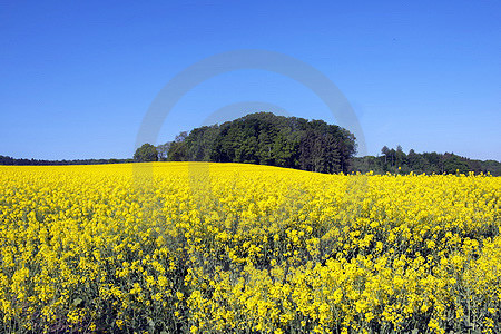 Rapsfeld am Waldrand