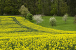 Landschaft mit Rapsfeld