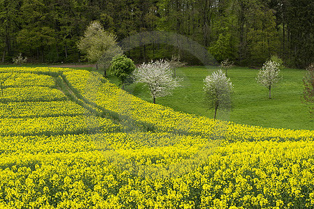 Landschaft mit Rapsfeld