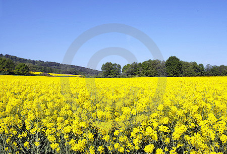 Rapsfeld am Waldrand