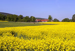 Rapsfeld mit Bauernhof