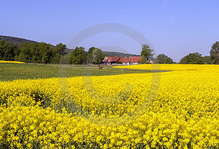 Rapsfeld mit Bauernhof