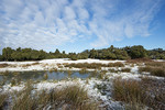 Winter im Wacholderhain