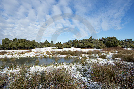 Winter im Wacholderhain