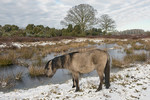 Winter im Wacholderhain