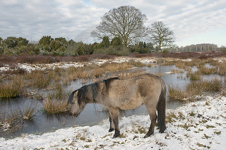 Winter im Wacholderhain