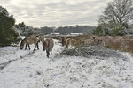 Winter im Wacholderhain