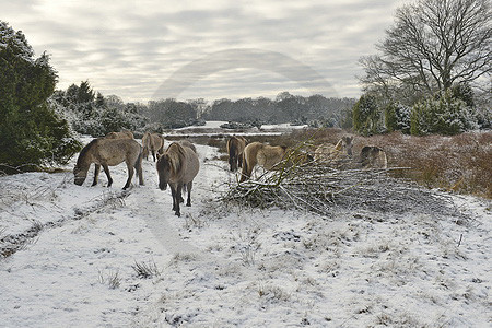 Winter im Wacholderhain