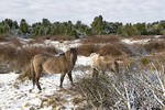 Winter im Wacholderhain