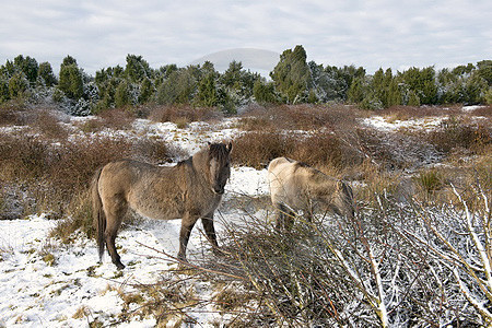 Winter im Wacholderhain