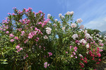 Oleanderblüten weiss, rosa und rot