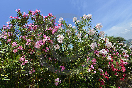 Oleanderblüten weiss, rosa und rot