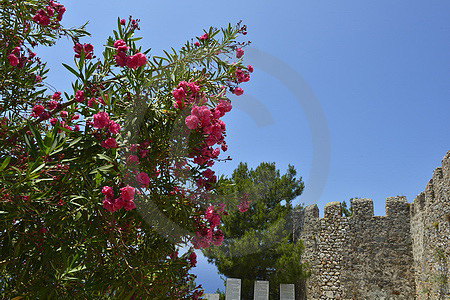 Roter Oleander