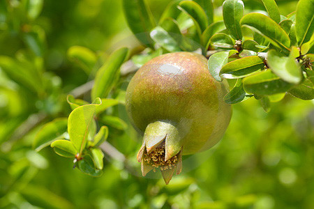 Granatapfel