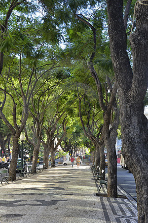Jacaranda-Allee
