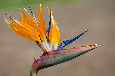 Strelitzienblüte
