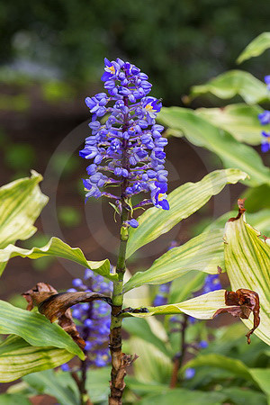 Blauer Ingwer