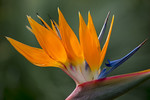 Strelitzienblüte