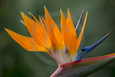 Strelitzienblüte