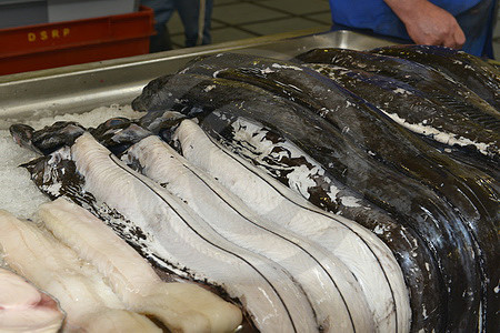 Degenfisch