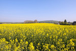 Frühlingsmorgen in Dissen