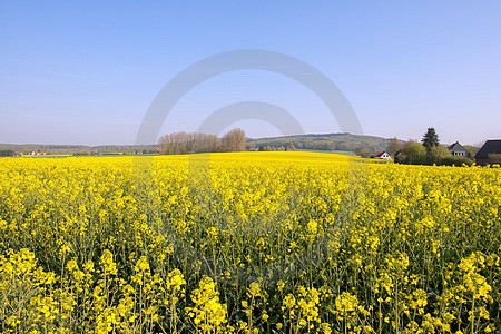 Frühlingsmorgen in Dissen