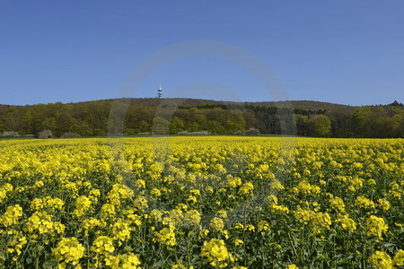 Frühlings-Landschaft in Dissen