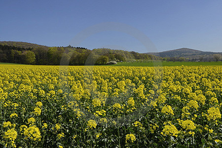 Frühlings-Landschaft in Dissen