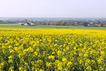 Frühlingsmorgen in Dissen