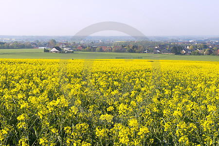 Frühlingsmorgen in Dissen