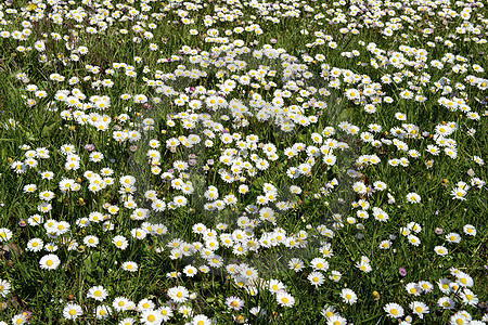Gänseblümchen