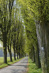 Ahornweg am Beutling